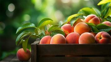fresh peaches in a wooden box on a table AI Generative photo