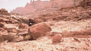 rosso roccia mille dollari canyon nazionale conservazione la zona nel Nevada video