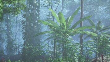 dentro uma floresta tropical coberto dentro brilhante verde musgo video