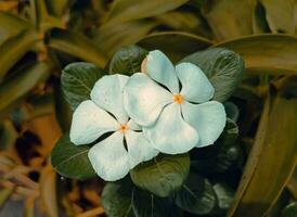 hermosa floreciente flor foto