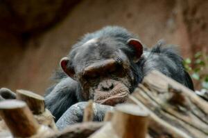 a chimpanzee is sitting on a log photo