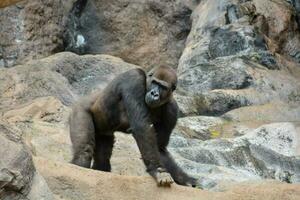 a chimpanzee is sitting on a log photo