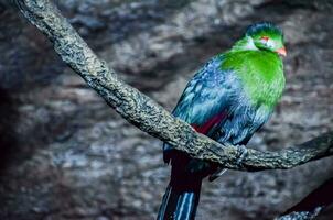 a green bird with red and blue feathers sitting on a branch photo