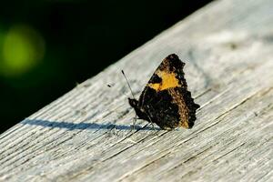 un pequeño negro y naranja mariposa en un de madera tablón foto