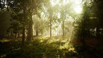 vue panoramique sur la majestueuse forêt à feuilles persistantes dans un brouillard matinal video