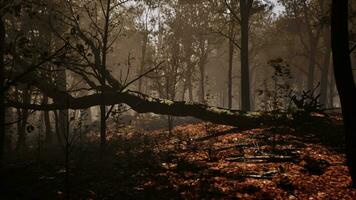 road through dark forest in autumn video