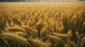 de cerca alta resolución imagen de un hermosa trigo campo en un campo. ai generado. ai generativo. foto