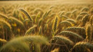 Close-up high-resolution image of a beautiful wheat farm in a countryside. AI Generated. AI Generative. photo