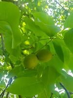 Walnut Seeds in a Branch photo