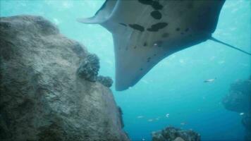 teder reusachtig van de zee een manta straal glijdt over- een mooi koraal rif video