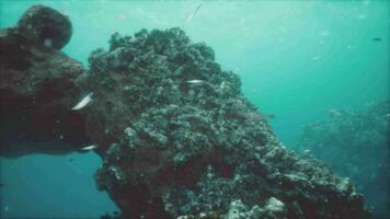 hermosa Disparo de un cristal claro agua y arrecife video