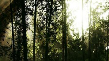 bambù foresta mostrando via suo verde video
