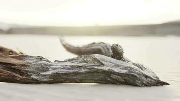 piece of an old root is lying in the sand of the beach video