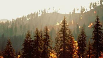 pin des arbres forêt avec le coucher du soleil plus de Montagne video