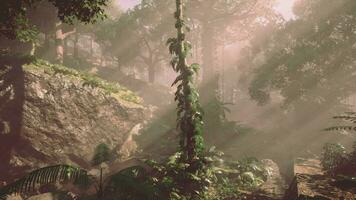 Dense Tropical Rainforest With Morning Fog video