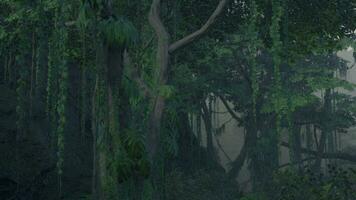 scene looking straight into a dense tropical rain forest video