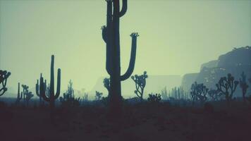 vista del atardecer del desierto de arizona con cactus saguaro y montañas video