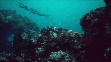 Sea or ocean underwater coral reef video