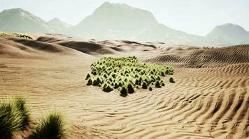 Sandwüste mit etwas Gras video