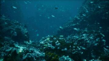 vistoso coral arrecife a el fondo de tropical mar video