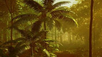 exuberante folhagem verde na selva tropical video