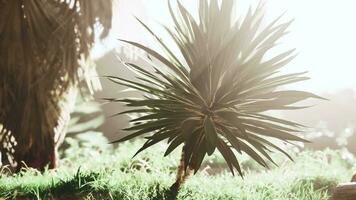 Palme Blatt beleuchtet durch ein Sonne Strahl im das Herz von das Wald video