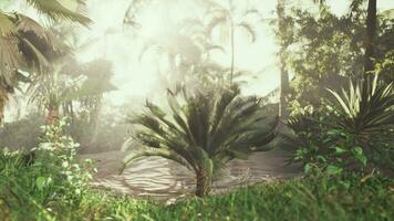 Brilliant sun rays shining through exotic palm tree video