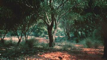 savana prato e il foresta video