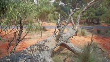 escursioni a piedi pista attraverso il cespuglio a occidentale Australia video