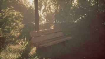 Sunset beams in tree forest with wooden bench video