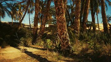 landschap van oase met palm bomen video