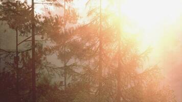 Bright sunburst breaking through pine foliage video