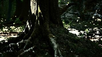 grandes et longues racines d'arbres avec de la mousse video