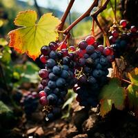 AI generated Wine vineyard, close-up grapes, future wine - AI generated image photo