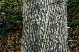 Texture of the bark of Juniperus virginiana. Old juniper tree skin background. photo