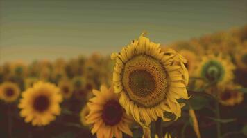 veld- met geel zonnebloemen Bij zonsondergang in zomer. video