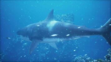 large great white shark swims near the surface off the coast video