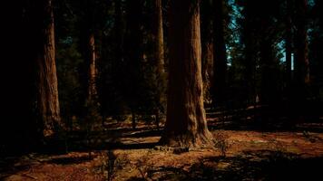 grupp av jätte sequoia träd i yosemite nationell parkera på solig dag video