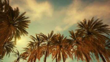 Palm trees and blue sky at tropical coast video