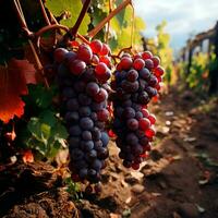 AI generated Wine vineyard, close-up grapes, future wine - AI generated image photo