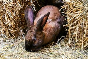 Domestic rabbit. Mammal and mammals. Land world and fauna. Wildlife and zoology. photo