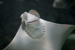 stingray fish swimming in a huge zoo aquarium in close-up photo