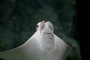 stingray fish swimming in a huge zoo aquarium in close-up photo