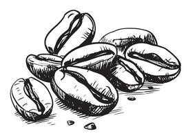 Coffee beans sketch hand drawn in doodle style Coffee brewing Vector