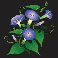 morning glory flower illustration vector