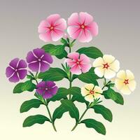 Vinca Rosea Illustration vector