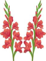 Gladiolus flower illustration vector