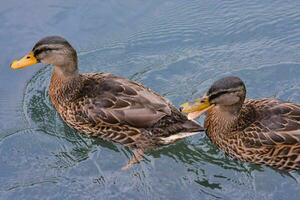 two ducks swimming in the water photo