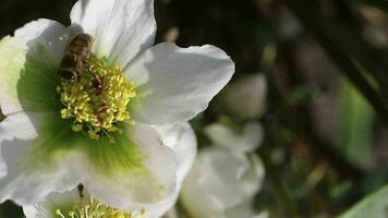 miel abeja en un eléboro flor poliniza el planta y recoge el primero plumas en temprano primavera video