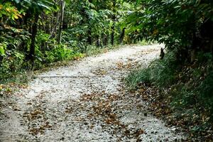 un suciedad la carretera rodeado por arboles y hojas foto